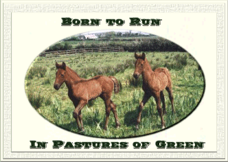 Pastures Of Green Forum Index